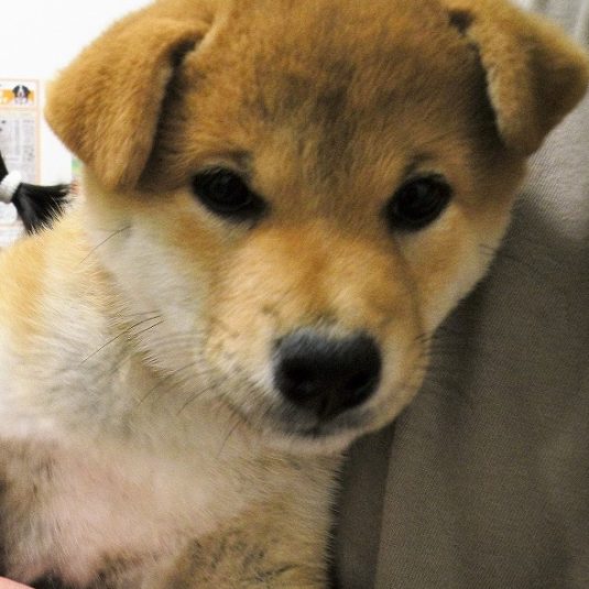 テテちゃん（柴犬）