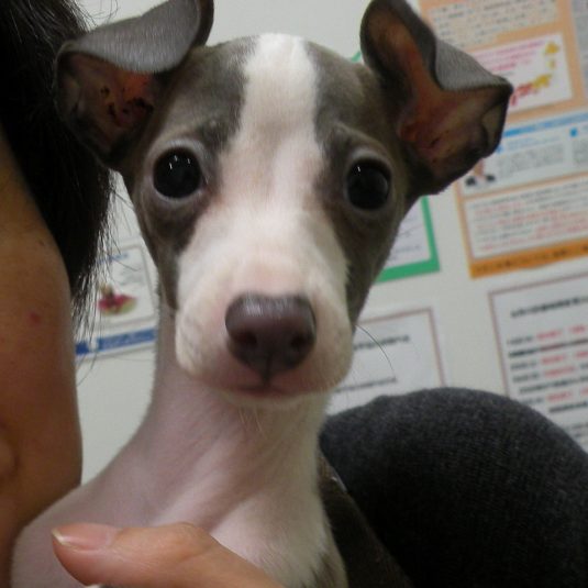 ランちゃん（イタリアン・グレーハウンド）