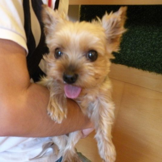 ももちゃん(ヨークシャー・テリア）