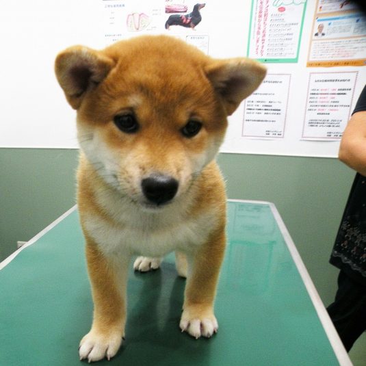 千代ちゃん（柴犬）