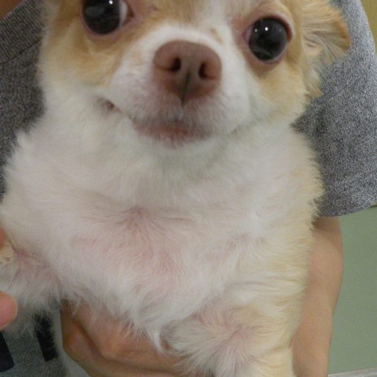 エリーちゃん（チワワ）