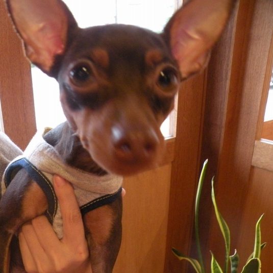とむ子ちゃん（ミニチュア・ピンシャー）