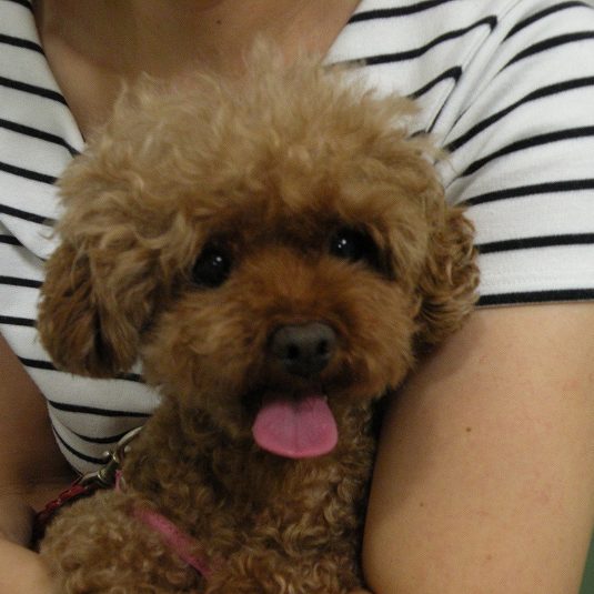 あおちゃん（トイ・プードル）