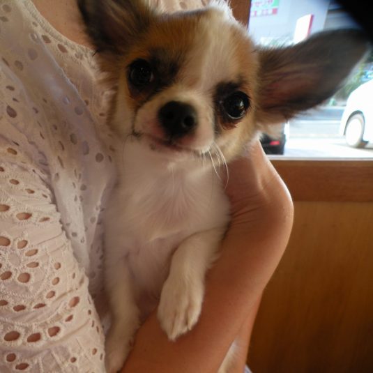 プリンちゃん（チワワ）