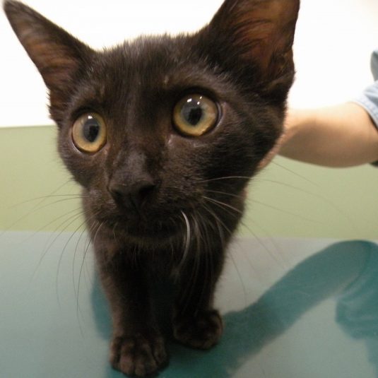 ぴょん吉ちゃん