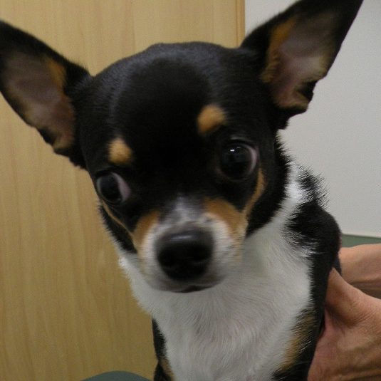 ポン太ちゃん（チワワ）