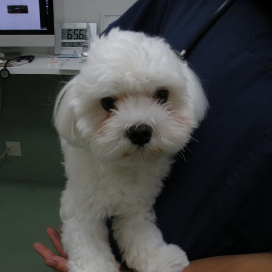 Maffyちゃん（マル・チーズ）