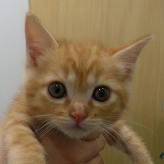 ブラウンちゃん