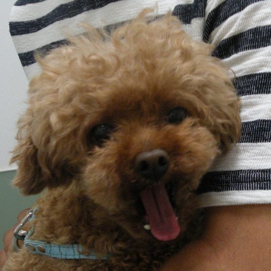 そらちゃん（トイ・プードル）