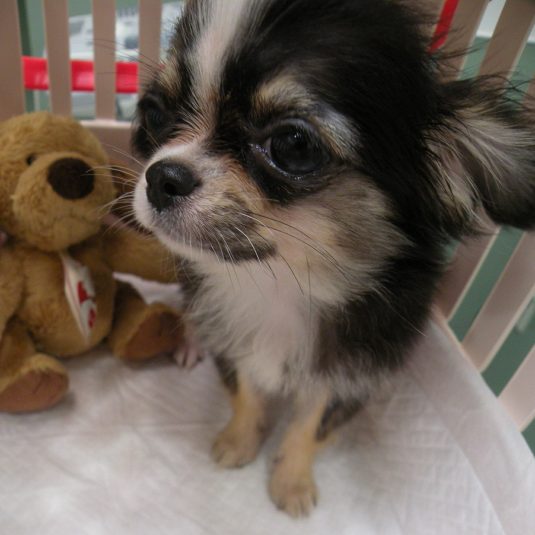 つむぎちゃん（チワワ）