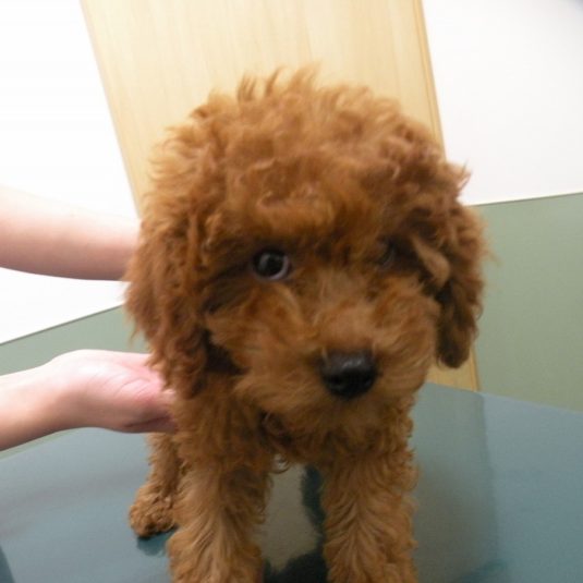 ハルちゃん（トイ・プードル）