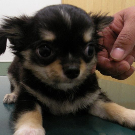 もあちゃん（チワワ）