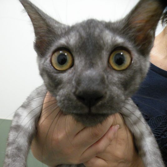 こたろうちゃん