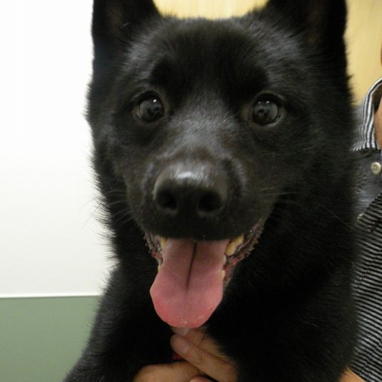 銀牙ちゃん（スキッパーキ）