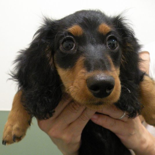 ボウイちゃん（カニーンヘン・ダックスフンド）