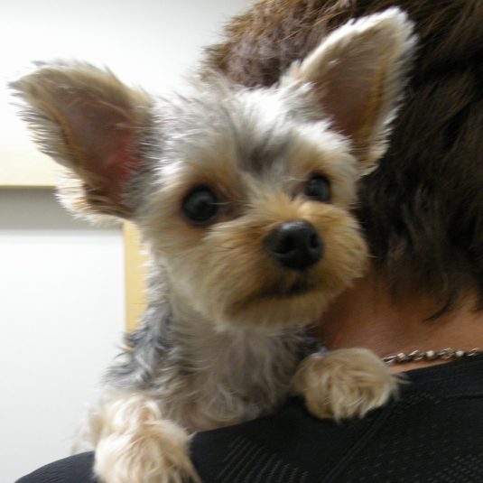 りぼんちゃん（ヨークシャー・テリア）