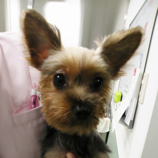 リクちゃん（ヨークシャー・テリア）