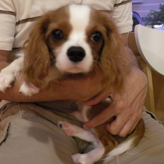 ぼたんちゃん（キャバリア・キング・チャールズ・スパニエル）