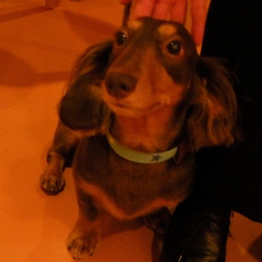 ちょこちゃん（ミニチュア・ダックスフンド）