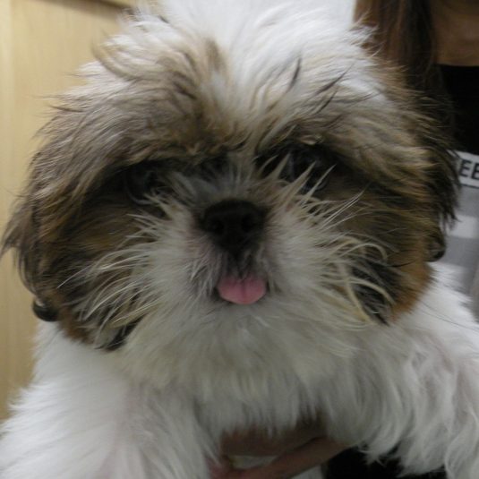 モカちゃん（シー・ズー）