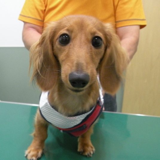 マヒナちゃん（カニーンヘン・ダックスフンド）