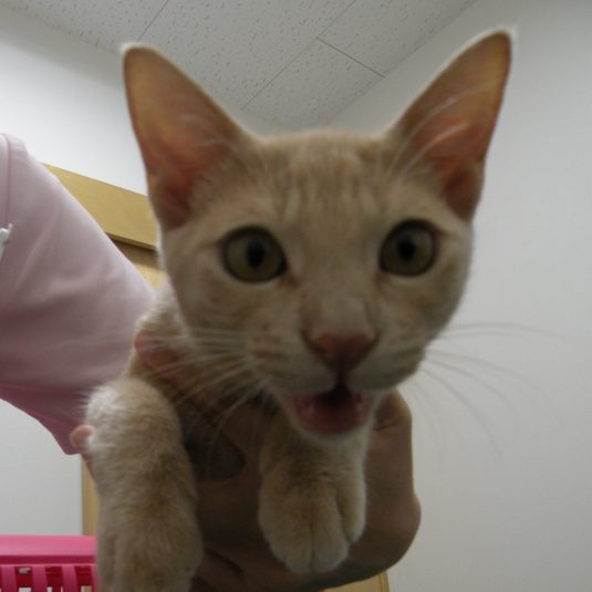 アルファちゃん