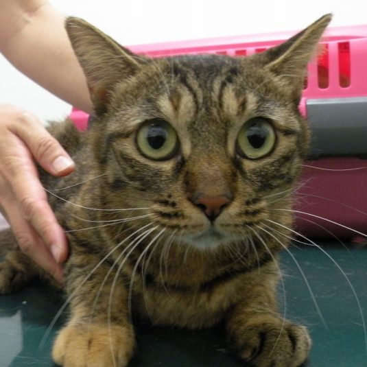 ティアラちゃん