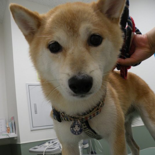 休之助ちゃん（柴犬）