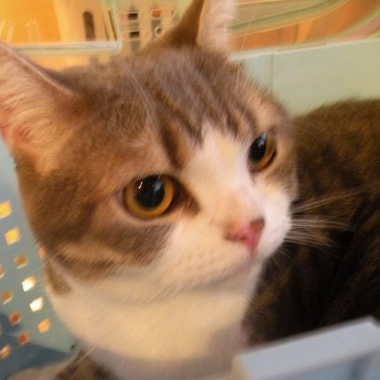 うみちゃん（スコティッシュ・フォールド）