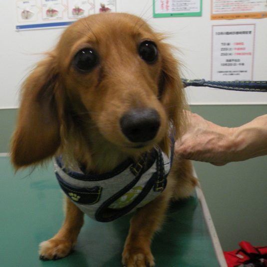 エピちゃん（カニーンヘン・ダックスフンド）