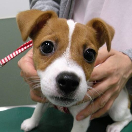 ランちゃん（ジャック・ラッセル・テリア）