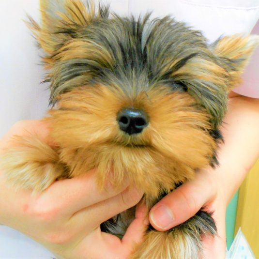 チップちゃん(ヨークシャー・テリア)