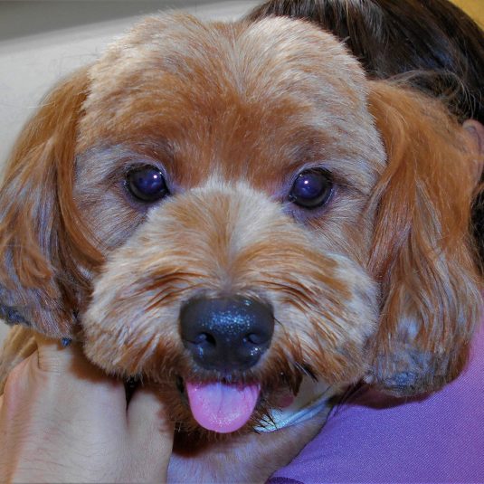 かいちゃん（パピヨン×プードル）