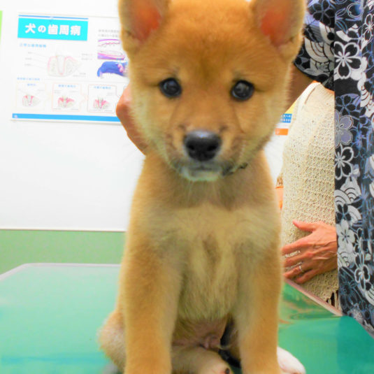 小太郎ちゃん（柴）