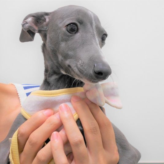 ゆずるちゃん(イタリアン・グレーハウンド)