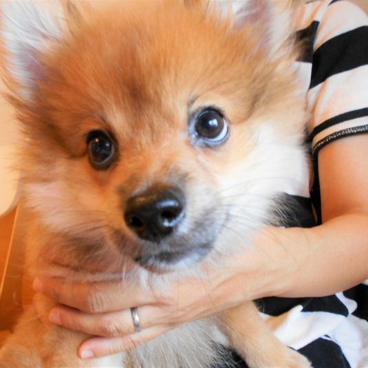 心愛（ここあ）ちゃん（ポメラニアン）