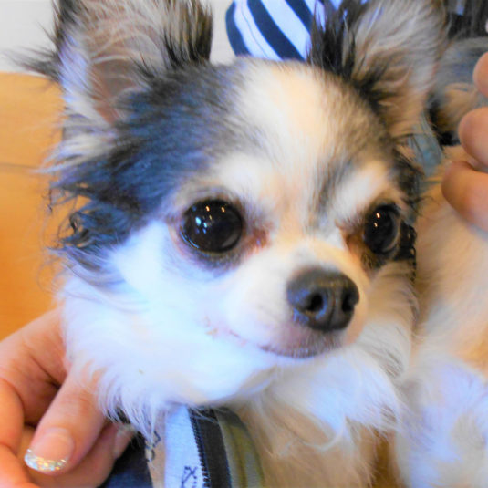 チョコちゃん（チワワ）