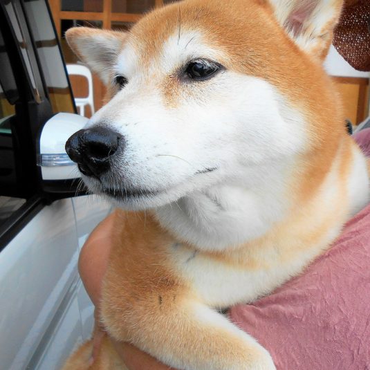 はるちゃん（柴）