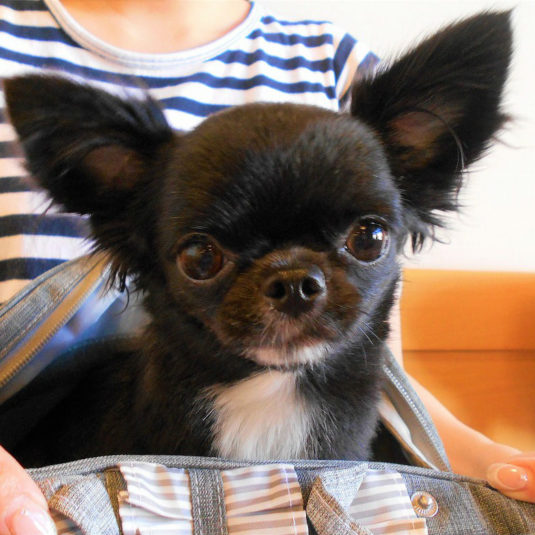 くうちゃん（チワワ）