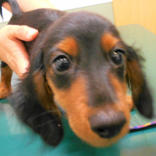 いそべちゃん（カニーンヘン・ダックスフンド）