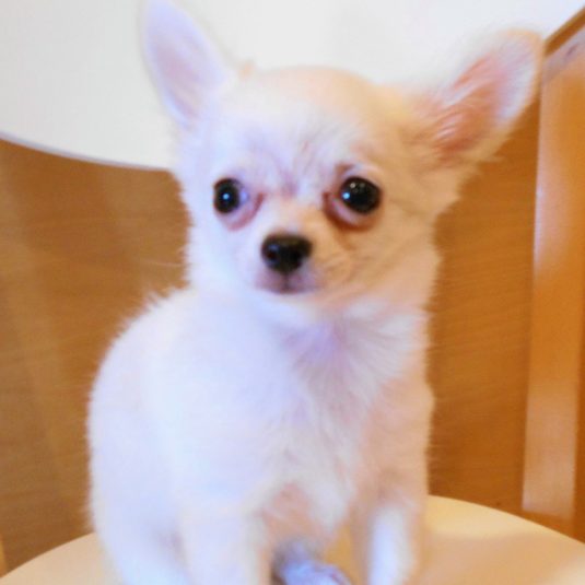 すももちゃん(チワワ)