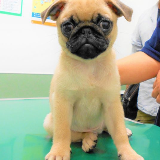 グーちゃん(パグ)