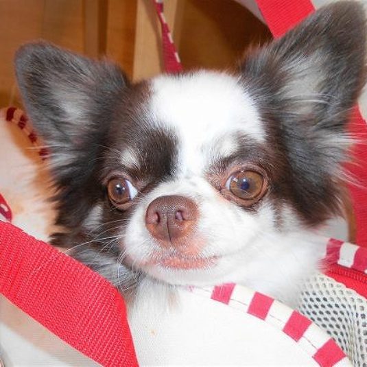 トキちゃん（チワワ）