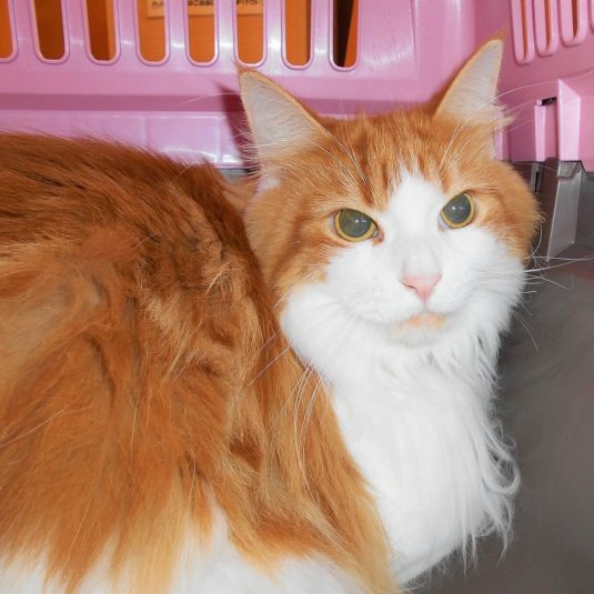 舞子ちゃん（メイン・クーン）