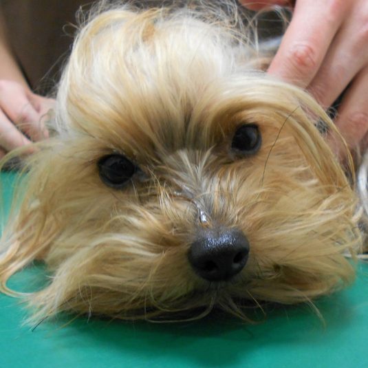 あんずちゃん（ヨークシャーテリア）