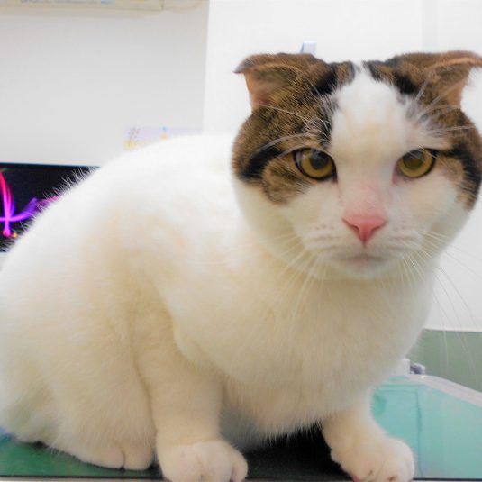 サスケちゃん（スコティッシュフォールド）