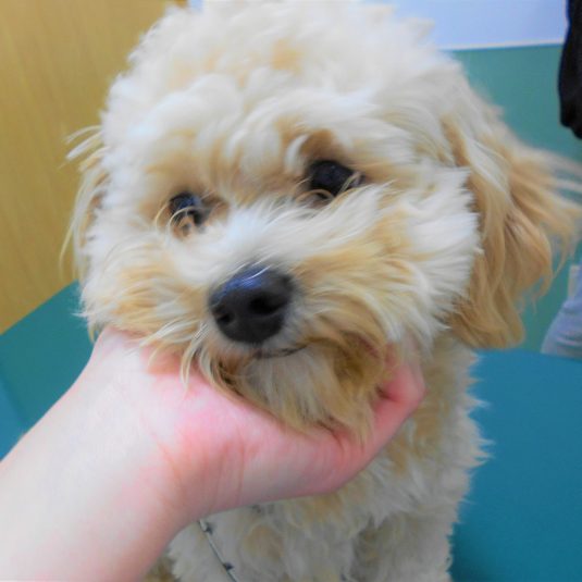 ティミーちゃん