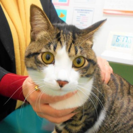 りんちゃん（トイ・プードル）