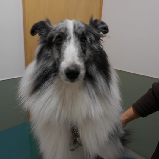 ルナちゃん（シェットランド・シープドッグ）