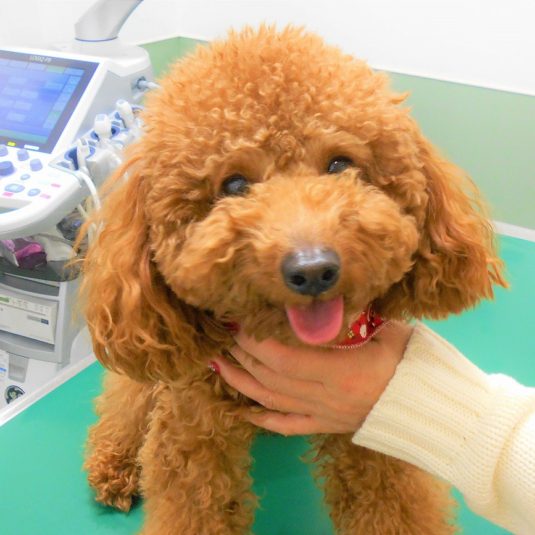 テツちゃん(トイ・プードル)